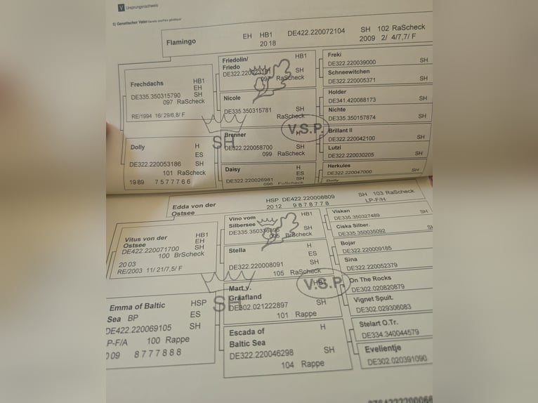 Shetland Ponies Mare 7 years 10,2 hh Pinto in Jesteburg