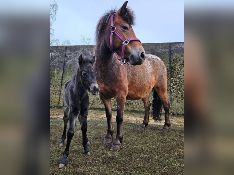 Shetland Ponies Mare 7 years 11 hh Leopard-Piebald in Marsberg