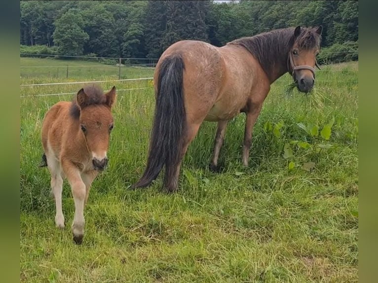 Shetland Ponies Mare 7 years 11 hh Leopard-Piebald in Marsberg