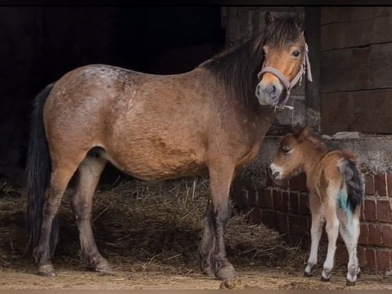 Shetland Ponies Mare 7 years 11 hh Leopard-Piebald in Marsberg