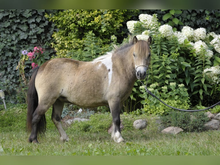 Shetland Ponies Mare 7 years 7.3 hh Buckskin in Lodz