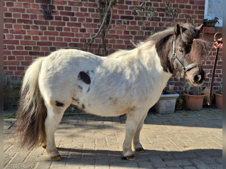 Shetland Ponies Mare 7 years 8.2 hh Pinto in Otterndorf
