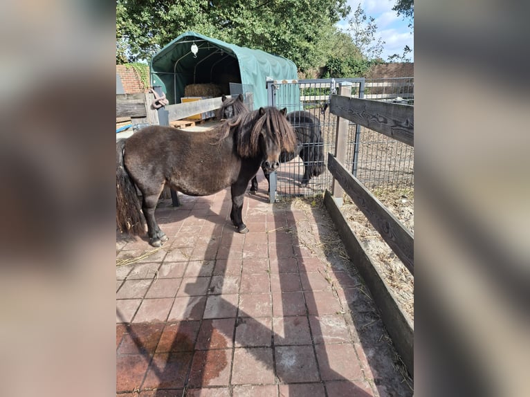 Shetland Ponies Mare 7 years 8.3 hh Brown in Nordhorn