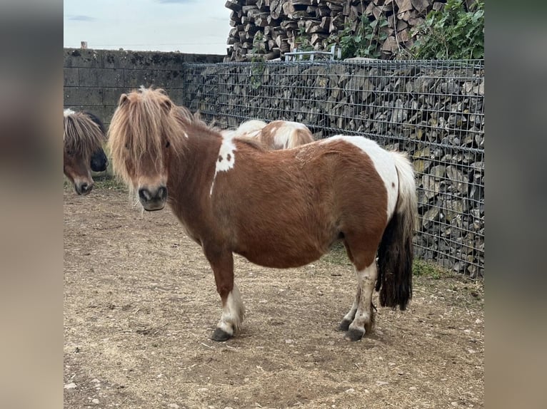 Shetland Ponies Mare 7 years 8.3 hh  in Daleiden
