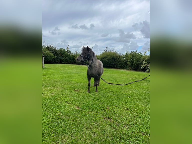 Shetland Ponies Mare 7 years 8,1 hh Grey in Oevenum