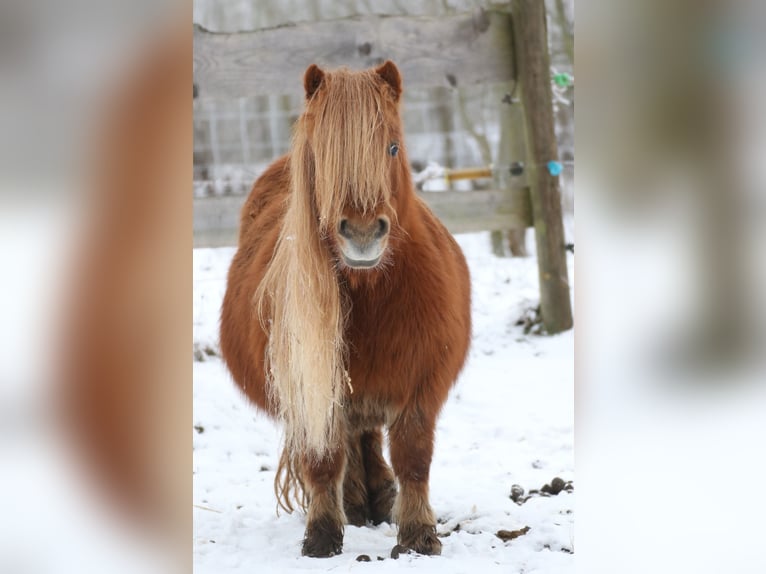 Shetland Ponies Mare 7 years 9,1 hh Chestnut-Red in Alt Mölln