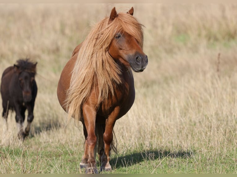 Shetland Ponies Mare 7 years 9,1 hh Chestnut-Red in Alt Mölln