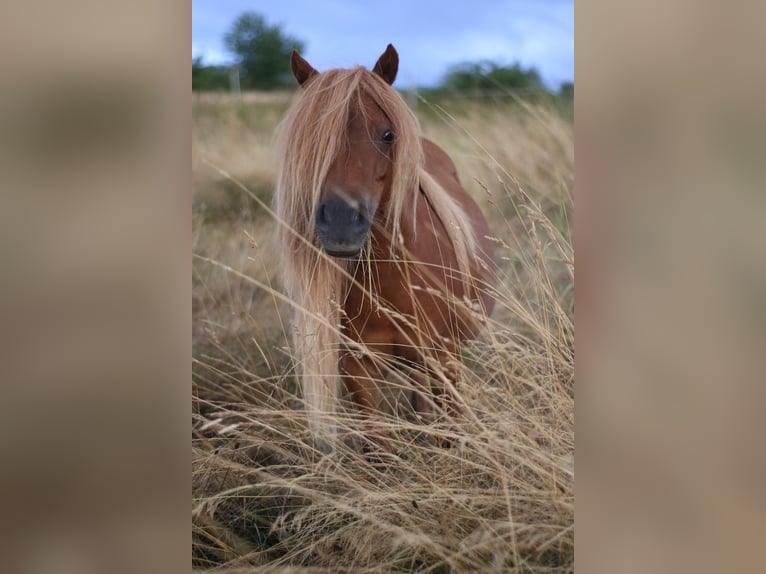 Shetland Ponies Mare 7 years 9,1 hh Chestnut-Red in Alt Mölln