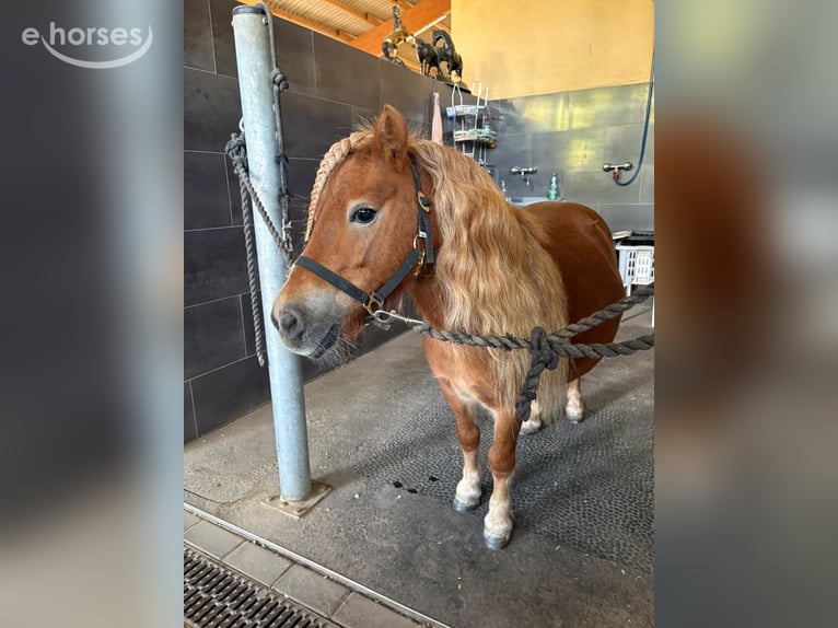 Shetland Ponies Mare 7 years 9.2 hh Chestnut-Red in Freinsheim