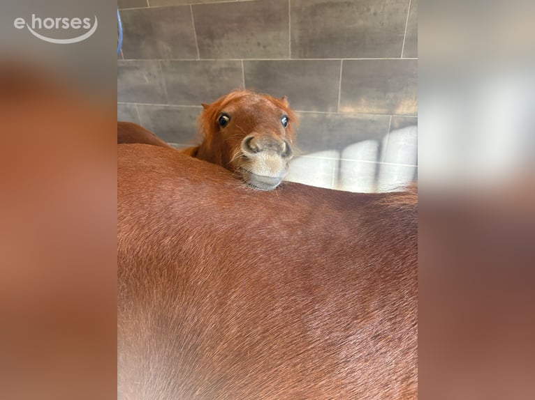Shetland Ponies Mare 7 years 9.2 hh Chestnut-Red in Freinsheim