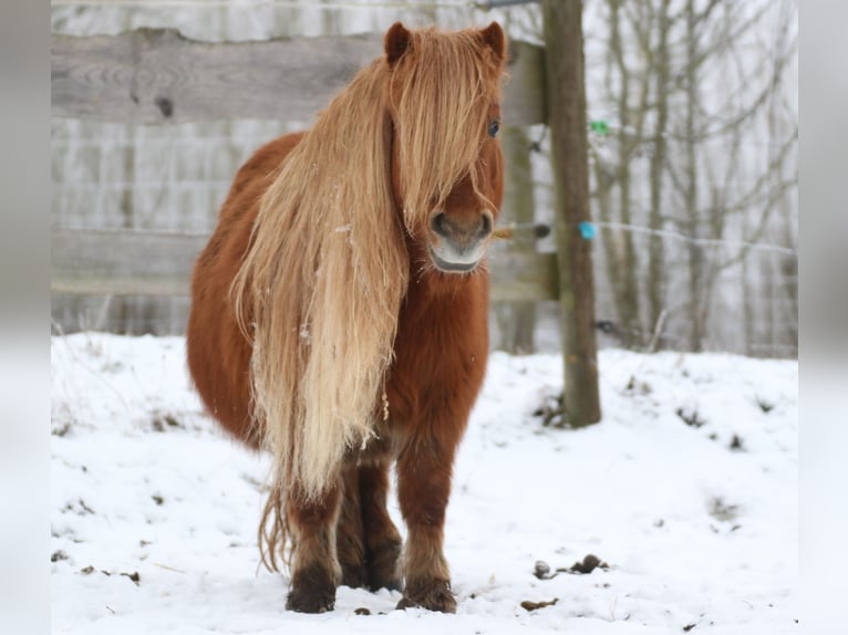 Shetland Ponies Mare 7 years 9,2 hh Chestnut-Red in Koberg