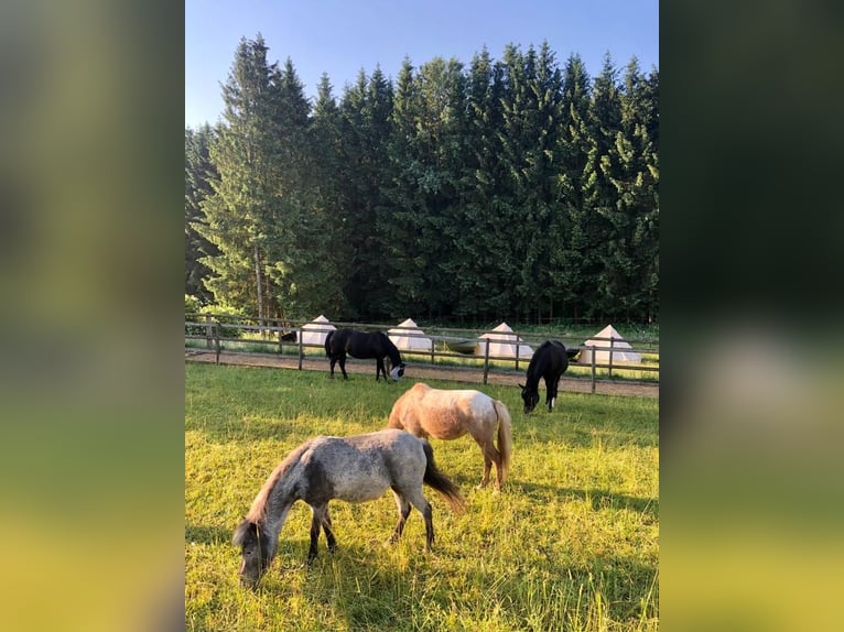 Shetland Ponies Mare 7 years 9.2 hh Roan-Blue in Emersacker