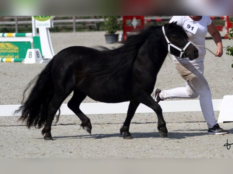 Shetland Ponies Mare 8 years 10,1 hh Black in Doezum