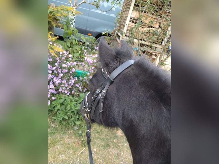 Shetland Ponies Mare 8 years 10,1 hh Black in Bad Wurzach