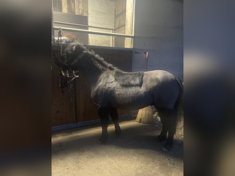 Shetland Ponies Mare 8 years 10,1 hh Black in Bad Wurzach