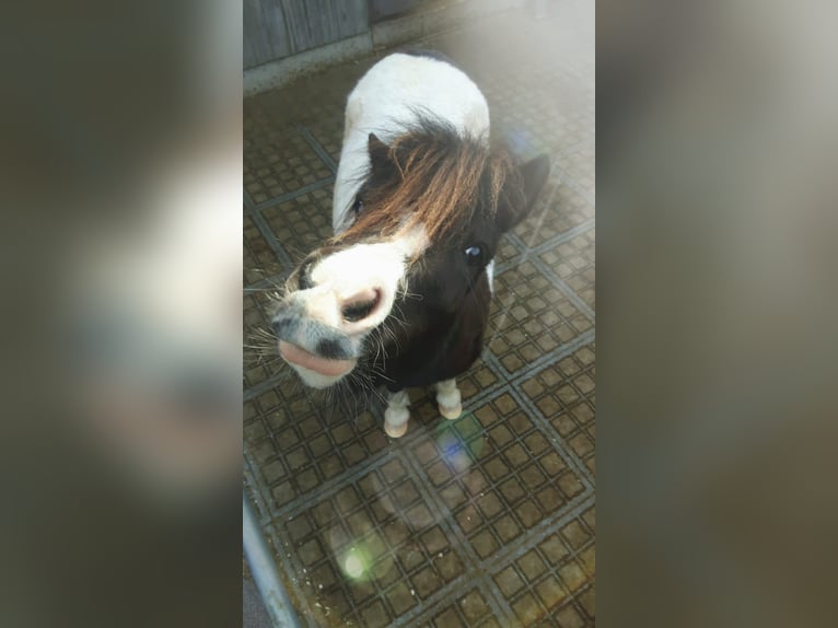 Shetland Ponies Mare 8 years 10,1 hh Pinto in Alfdorf