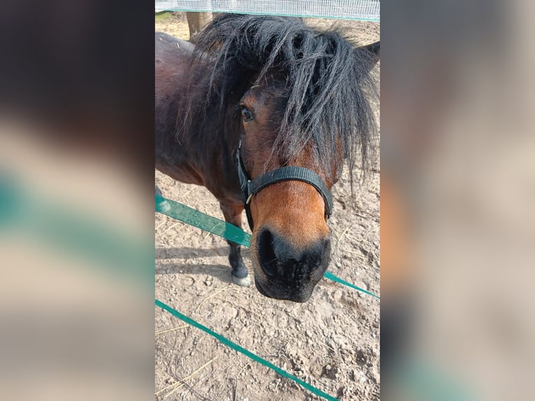 Shetland Ponies Mare 8 years 10,2 hh Bay-Dark in Worms