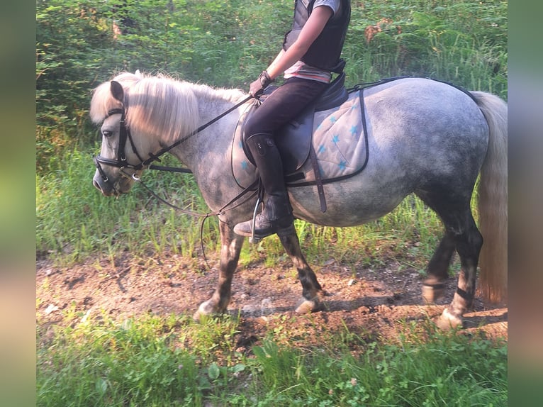 Shetland Ponies Mare 8 years 10.2 hh Grey in Thannhausen