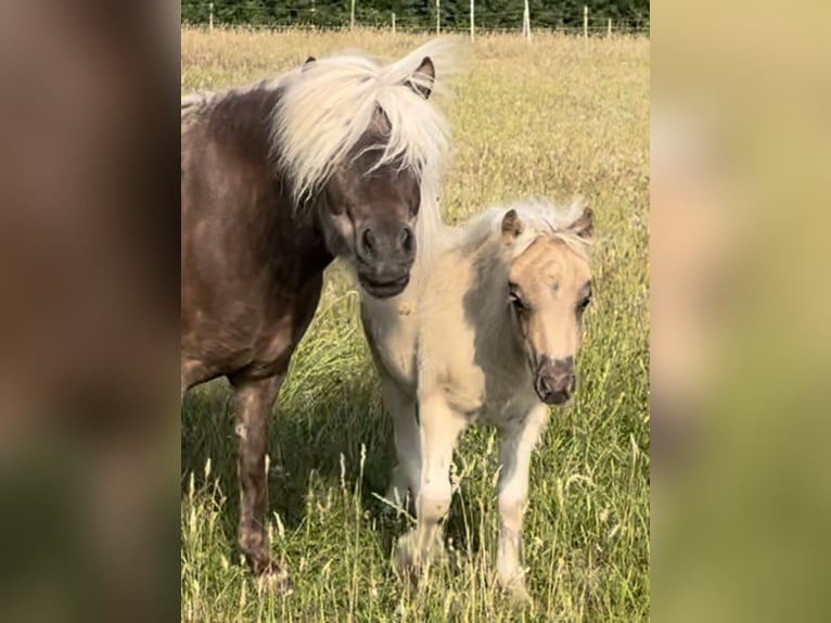 Shetland Ponies Mare 8 years 10 hh  in Elsdorf-Westermühlen