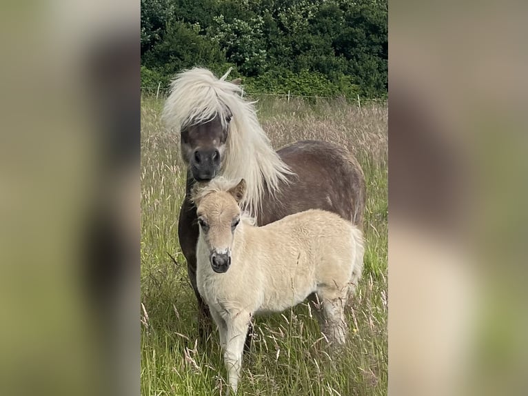 Shetland Ponies Mare 8 years 10 hh  in Elsdorf-Westermühlen