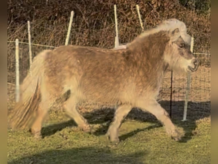 Shetland Ponies Mare 8 years 10 hh  in Elsdorf-Westermühlen