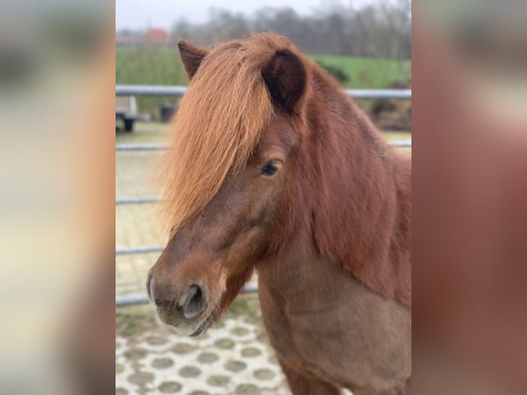 Shetland Ponies Mare 8 years 10,1 hh Chestnut in Berltsum