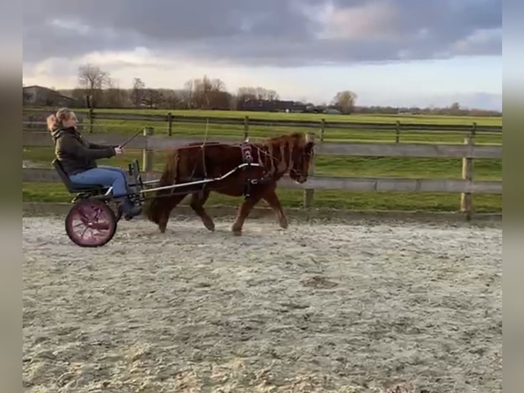 Shetland Ponies Mare 8 years 10,1 hh Chestnut in Berltsum
