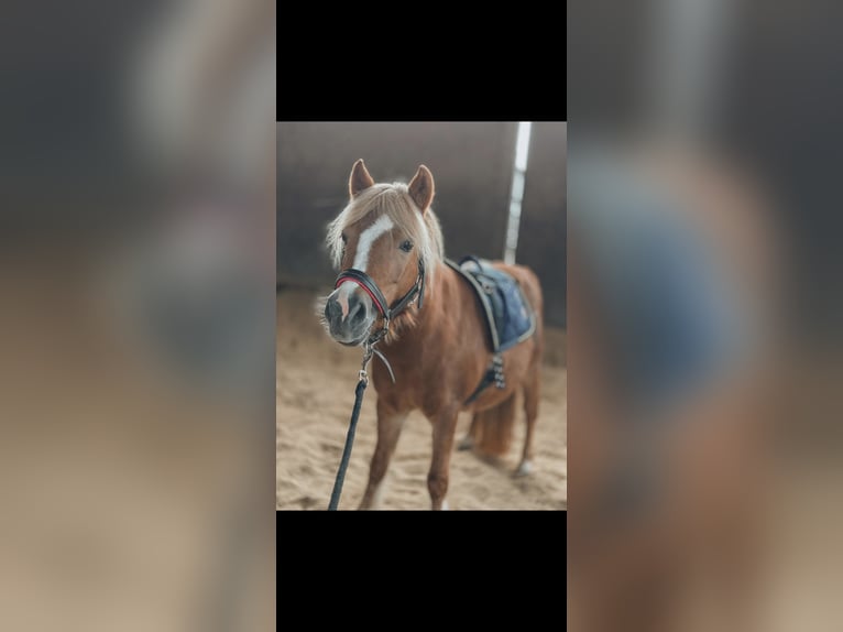 Shetland Ponies Mare 8 years 10,3 hh Palomino in Essen Shetland Ponies Mare 8 years 10,3 hh Palomino in Essen