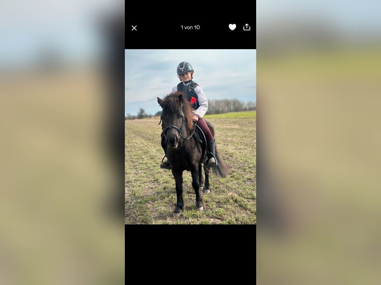 Shetland Ponies Mare 8 years 11 hh Smoky-Black in Großostheim
