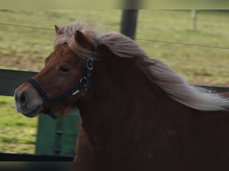 Shetland Ponies Mare 8 years 11,1 hh Chestnut-Red in Achtmaal