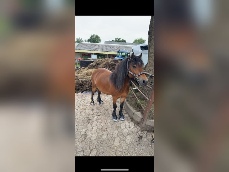 Shetland Ponies Mix Mare 8 years 11,2 hh Brown in Großenaspe Shetland Ponies Mix Mare 8 years 11,2 hh Brown in Großenaspe