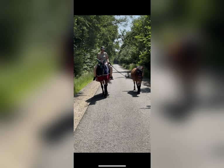 Shetland Ponies Mix Mare 8 years 11,2 hh Brown in Großenaspe Shetland Ponies Mix Mare 8 years 11,2 hh Brown in Großenaspe