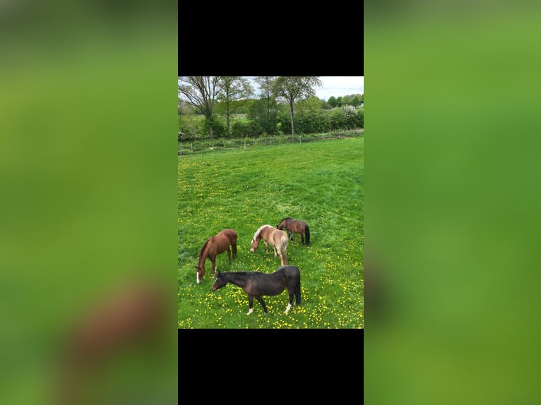 Shetland Ponies Mix Mare 8 years 11,2 hh Brown in Großenaspe Shetland Ponies Mix Mare 8 years 11,2 hh Brown in Großenaspe