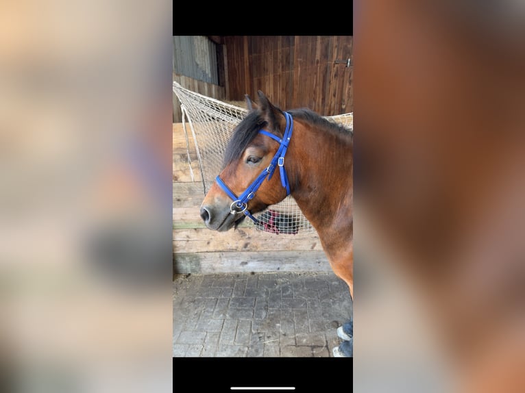 Shetland Ponies Mix Mare 8 years 11,2 hh Brown in Großenaspe Shetland Ponies Mix Mare 8 years 11,2 hh Brown in Großenaspe