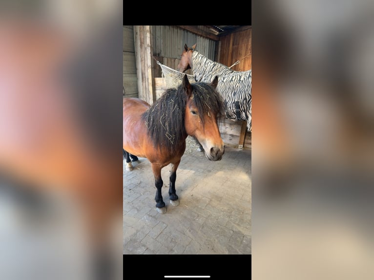 Shetland Ponies Mix Mare 8 years 11,2 hh Brown in Großenaspe Shetland Ponies Mix Mare 8 years 11,2 hh Brown in Großenaspe
