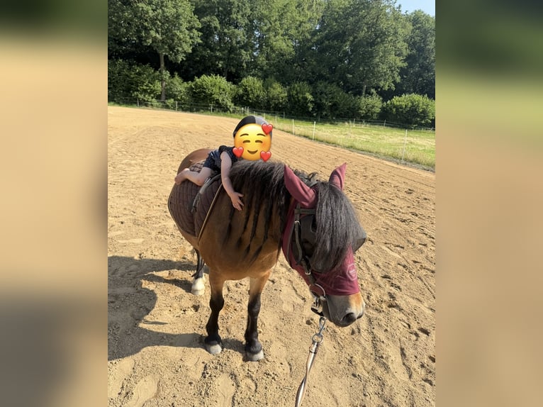 Shetland Ponies Mix Mare 8 years 11,2 hh Brown in Großenaspe Shetland Ponies Mix Mare 8 years 11,2 hh Brown in Großenaspe