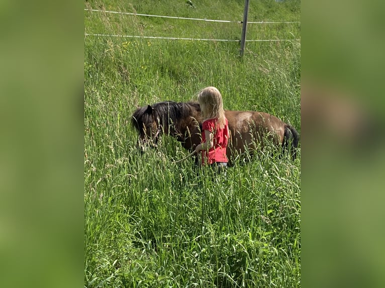 Shetland Ponies Mare 8 years 8,3 hh Bay-Dark in Aying