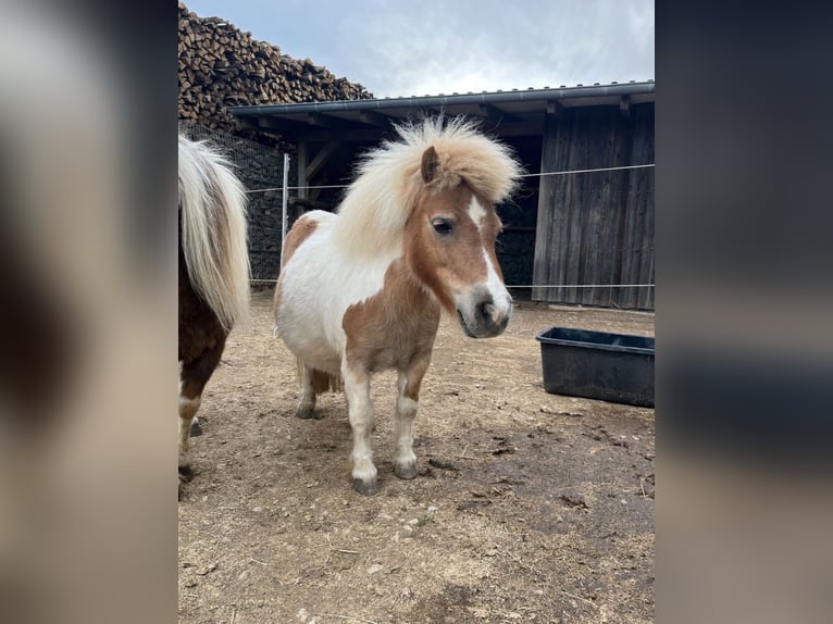Shetland Ponies Mare 8 years 8.3 hh  in Daleiden