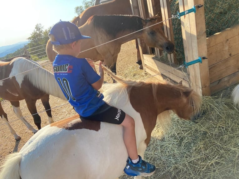 Shetland Ponies Mare 8 years 8,1 hh Pinto in Allerheiligen im M&#xFC;hlkreis