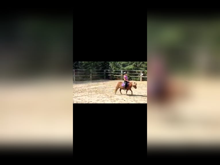 Shetland Ponies Mare 8 years 9,1 hh Chestnut-Red in Wachtendonk