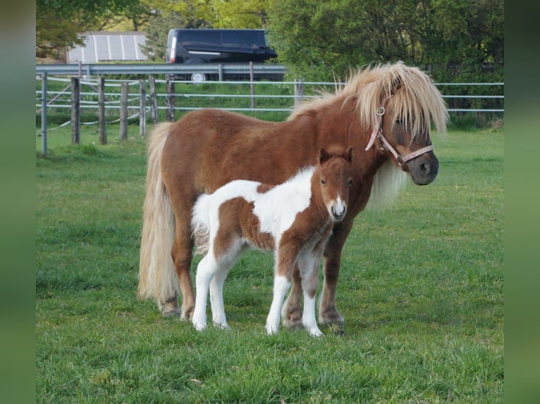 Shetland Ponies Mare 8 years 9,1 hh Chestnut-Red in Wachtendonk