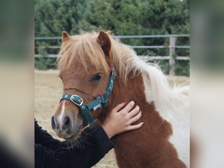 Shetland Ponies Mare 8 years 9,1 hh Chestnut-Red in Wachtendonk