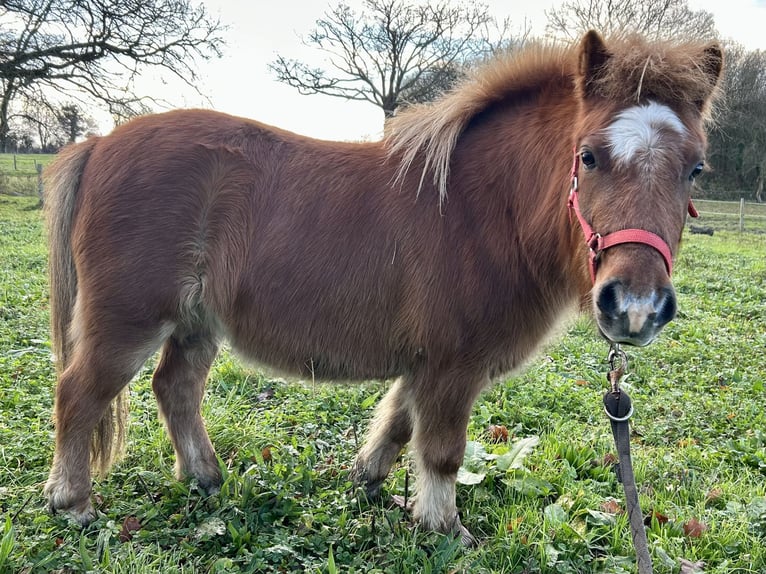 Shetland Ponies Mare 8 years 9.2 hh Chestnut-Red in Genêts