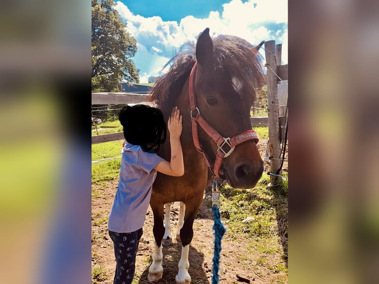 Shetland Ponies Mare 8 years Bay-Dark in Zethau