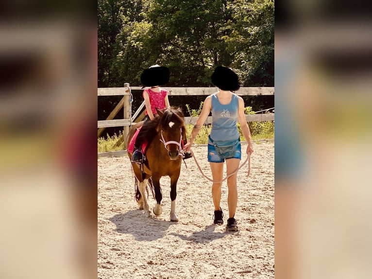 Shetland Ponies Mare 8 years Bay-Dark in Zethau