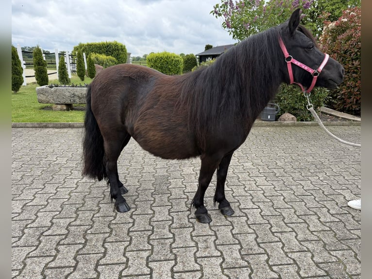 Shetland Ponies Mare 8 years Black in Nordwalde