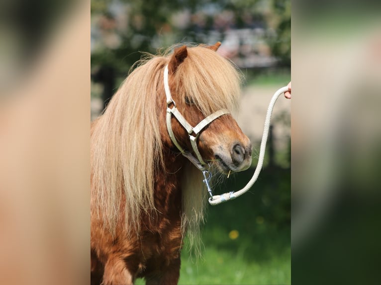 Shetland Ponies Mare 8 years Chestnut-Red in Emmeloord