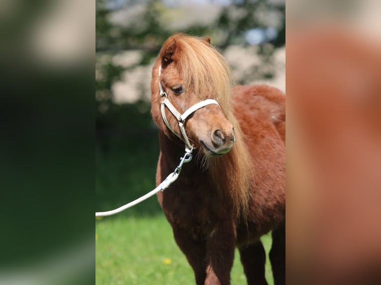 Shetland Ponies Mare 8 years Chestnut-Red in Emmeloord