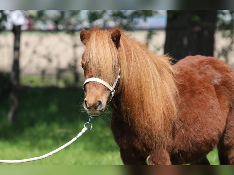 Shetland Ponies Mare 8 years Chestnut-Red in Emmeloord