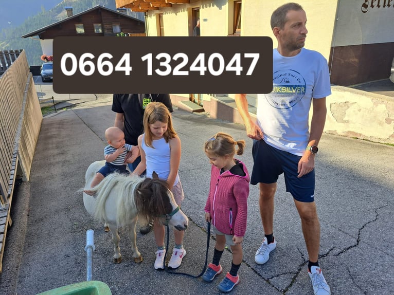 Shetland Ponies Mare 8 years in Obertilliach